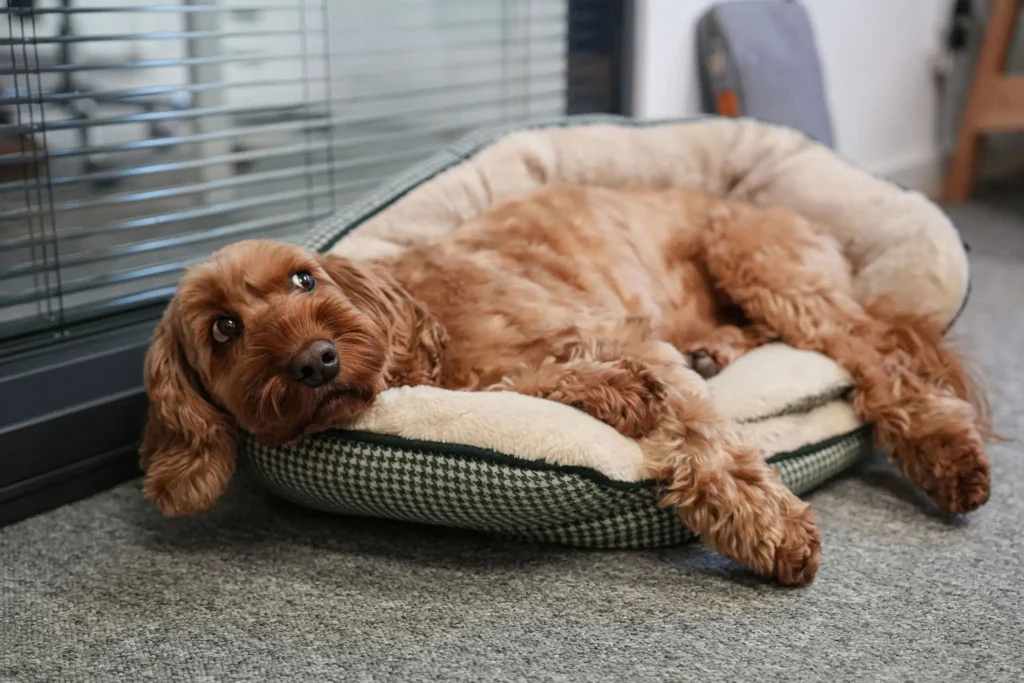 a fluffy dog relaxing in his bed in the leeds creative web design studio, little green jesus